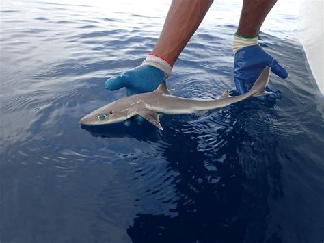 Newly Discovered Shark Species Honors Female Pioneer