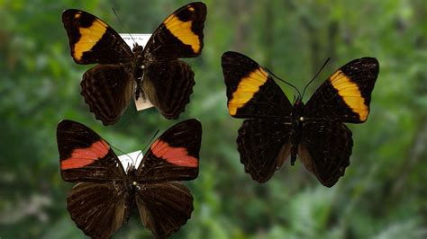 Butterfly Mimicry Nature Thirteen New York Public Media
