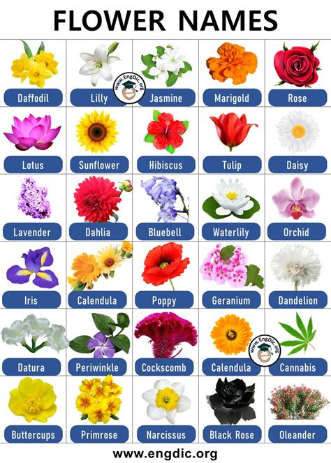List Of Flower Names With Pictures PDF AZ List Flower Names Flowers Name List List Of