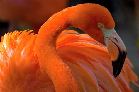 Flamingo Phoenicopterus Africa Photograph By Ernesto Burciaga Pixels