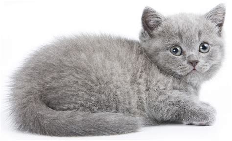 Grey cat names | best 50 names for your grey cat. An Enormous List of 100 Ever-so-cute Names for Your Gray ...
