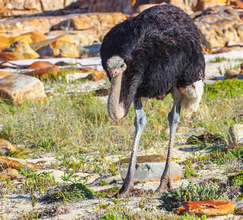Cannundrums South African Ostrich