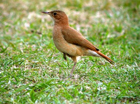 Rufous Hornero The National Animal Of Argentina