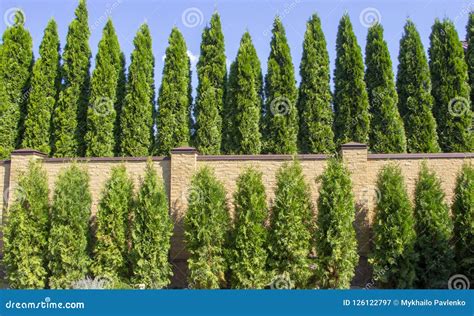 Green Hedge Of Thuja Trees Nature Background Against The Background