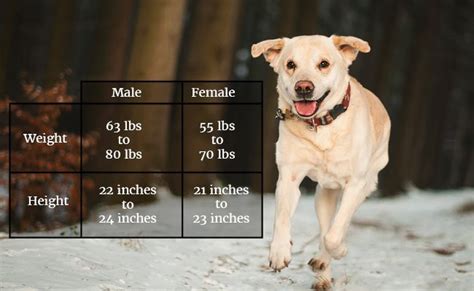 Once your labrador puppy reaches adulthood their requirement changes and is directly linked to their size labrador dog food diet chart. Labrador Retriever Dog Breed Information And Traits - Petmoo
