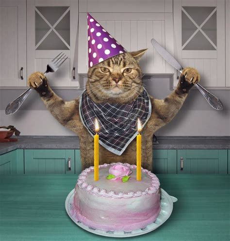 Cat In A Birthday Hat With The Cake Stock Photo Image Of Happy