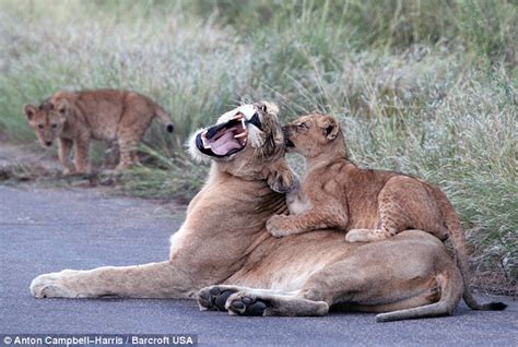 Lion Cubs Block Traffic In Kruger National Park Daily Mail Online