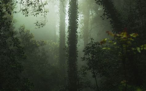 Download Wallpaper 3840x2400 Forest Fog Trees Vegetation 4k Ultra Hd