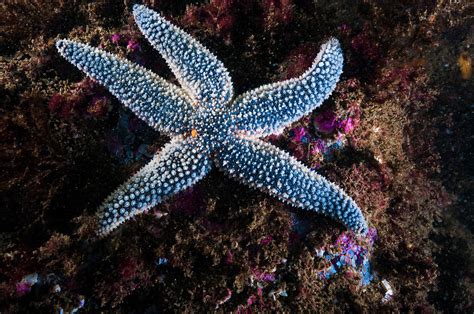 This Forbes Common Sea Star Is Found Photograph By Jennifor Idol