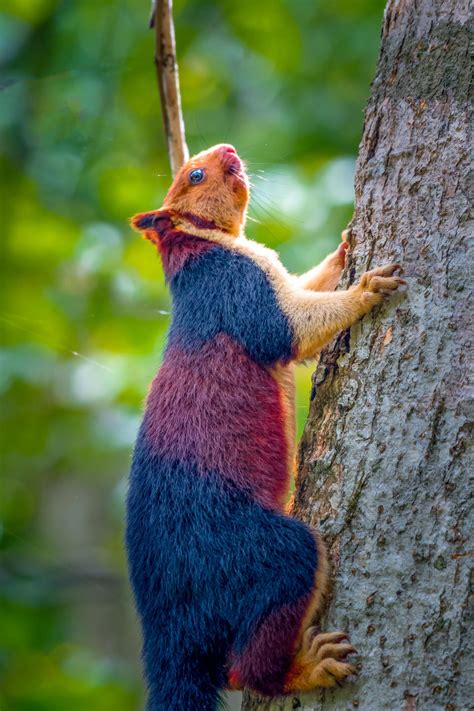 Amazing Images Capture Giant Multi Coloured Squirrels
