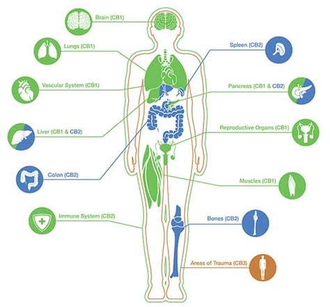 How Cbd Affects The Endocannabinoid System Elite Learning