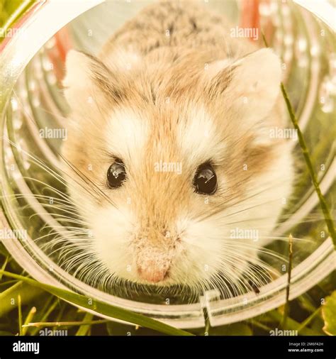 Hamster Wheel Hi Res Stock Photography And Images Alamy