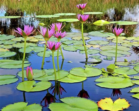 Beautiful Water Lily Pond Photograph By Joe Wyman