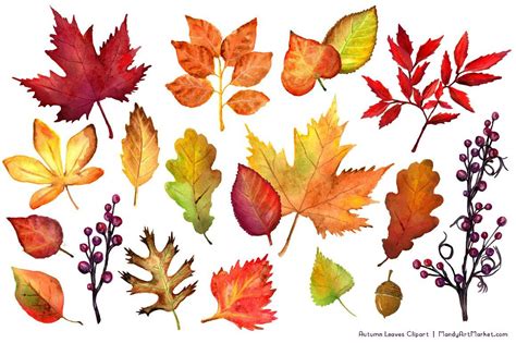 Watercolor Autumn Leaves Clipart Watercolor Autumn Leaves Leaf