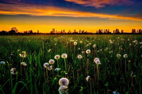 Dandelion Field At Sunset Amazing Grass Bonito Sunset Sky