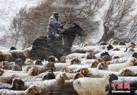 新疆伊犁牧民冒风雪转场 组图 图片中国中国网