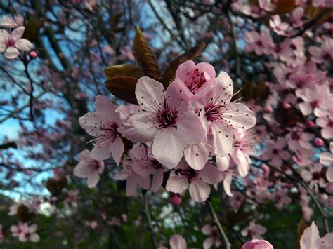 Fotos Gratis árbol Rama Pétalo Florecer Primavera Produce Botánica Rosado Flora Flor