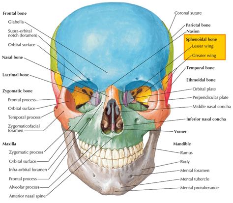 Orbital Surface Of Sphenoid