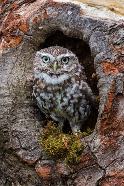 Huge collection, amazing choice, 100+ million high quality, affordable rf and rm images. Owl in tree hole by Haley Redshaw | Owl Love | Pinterest ...