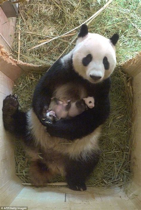 3598 Best Pandas Images On Pinterest Baby Panda Bears