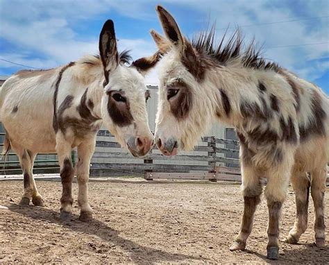 Mini Donkey The Perfect Pet Double Donkey Ranch