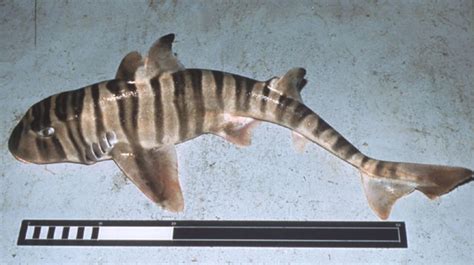 Zebra Bullhead Shark Information And Picture Sea Animals