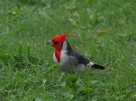 Red Crested Cardinal Paroaria Coronata Honolulu Oahu Flickr