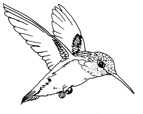 TPWD Kids: Ruby-throated Hummingbird