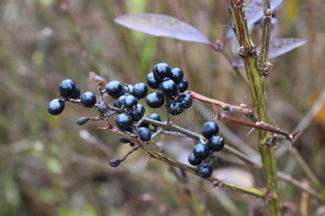 Black Berries On The Branches Stock Photo Image Of Macro Forest