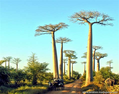 Naturaleza Asombrosa Los Increibles Baobabs La Aldea Irreductible