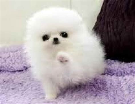 Baby Pomeranian Puppies For Sale Petsidi