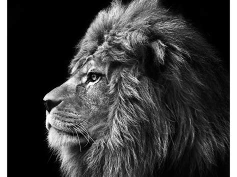 Bilder finden, die zum begriff schwarz weiss passen. Lion Bilder | myposter Motivwelt