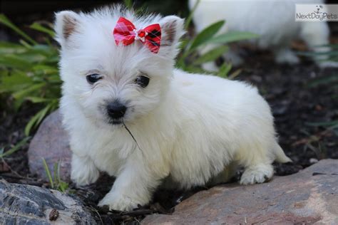 West Highland White Terrier Westie Puppy For Sale Near Monroe