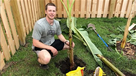 How To Plant A Banana Tree Youtube