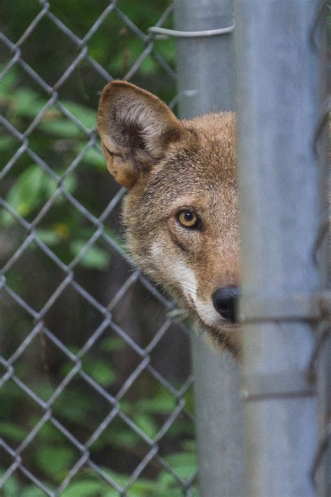 Rare Red Wolf Makes His Entrance At Connecticuts Beardsley Zoo
