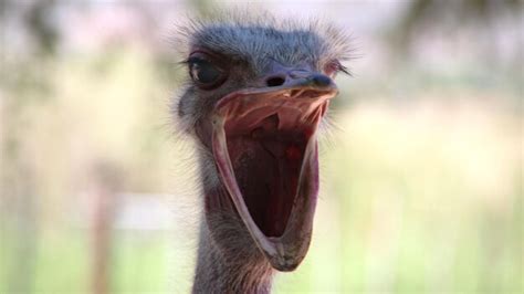 Premium Photo Close Up Of An Ostrich With Mouth Open
