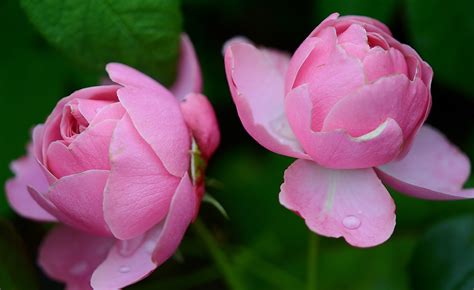 Free Images Nature Blossom Flower Petal Love Rose Romance
