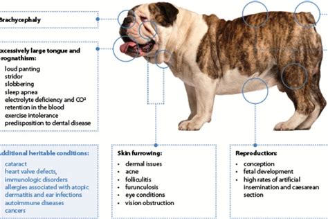 99 English Bulldog Diseases And Conditions L2sanpiero