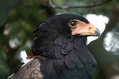 Bird Raptor Of Prey · Free Photo On Pixabay
