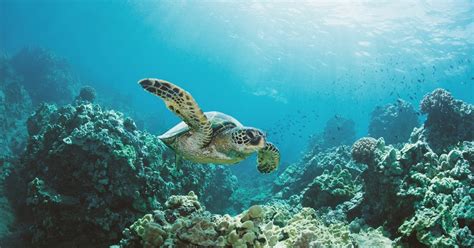 Oahu Turtle Canyon Snorkeling Boat Tour GetYourGuide