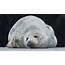 See Some Sleepy Seals In This Weeks Best Animal Pictures  TODAYcom