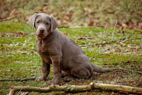 So where did the silver labrador come from? Silver Lab: What To Know About This Stunning Retriever ...
