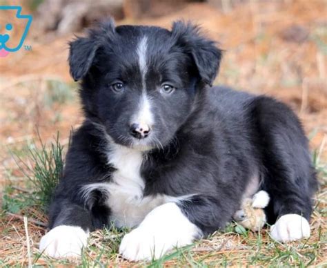 Border Collie Puppies For Sale Puppy Adoption Keystone Puppies