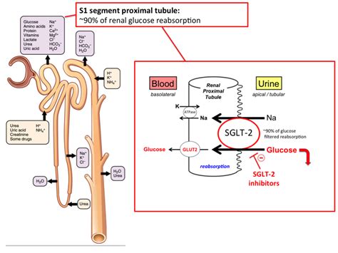 Journal of clinical endocrinology and metabolism. sglt-2_inhibitors TUSOM 