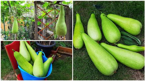 Our Biggest Garden Harvest Bangla Lau Bottle Gourd Harvesting