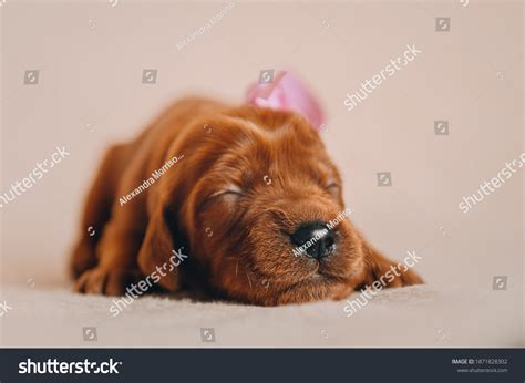 Newborn Irish Setter Puppies Photo Session Stock Photo 1871828302