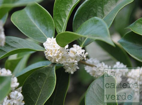 Ricordate di annaffiare i fiori e la spugna con poca acqua regolarmente e tenere lontano da fonti di calore. la camera verde: Alberi e Arbusti per un Giardino ...