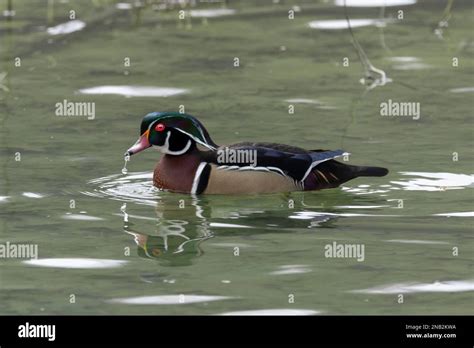 The Male Wood Duck Aix Sponsa Swimming In The Calm Waters Of The Lake