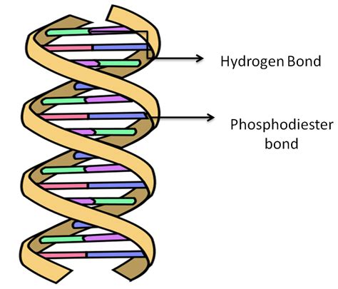 Nucleic acids are polymers made up of many nucleotide monomers this structure enables dna to coil so that the long molecule is compact and lots of information can be stored in a small space. The two strands of DNA are held together by bonds of class ...