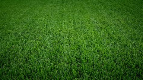 How To Make Grass Greener 7 Tips For A Thicker Greener Lawn
